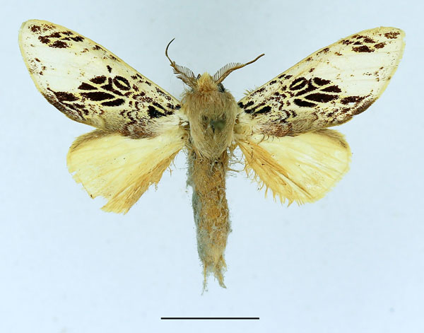 /filer/webapps/moths/media/images/A/atriclathrata_Tricholoba_AM_Basquin_03.jpg