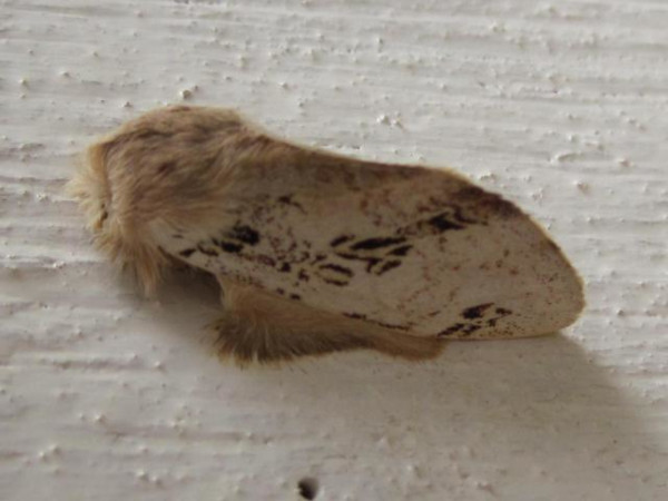 /filer/webapps/moths/media/images/A/atriclathrata_Tricholoba_A_Nicholson-Roberts.jpg