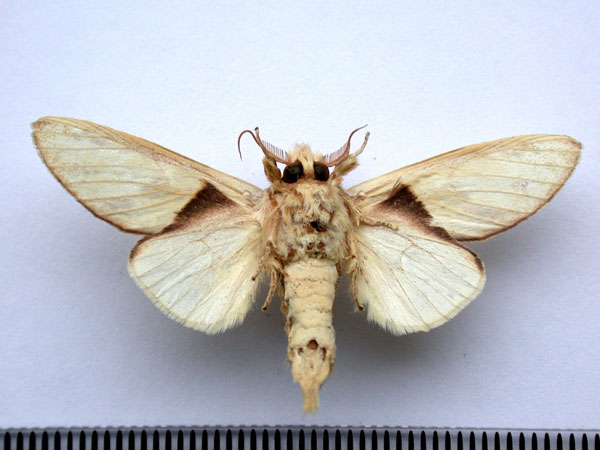 /filer/webapps/moths/media/images/A/atriclathrata_Tricholoba_A_Revell_02.jpg