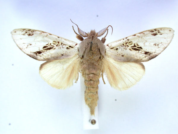 /filer/webapps/moths/media/images/A/atriclathrata_Tricholoba_A_Revell_03.jpg