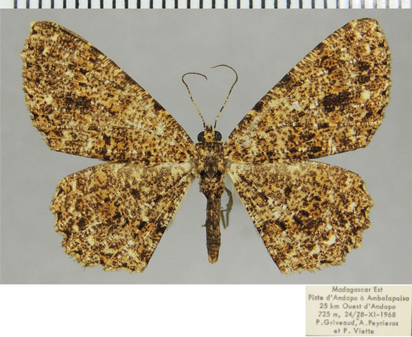 /filer/webapps/moths/media/images/A/atriclava_Cleora_AF_ZSM.jpg