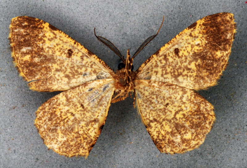 /filer/webapps/moths/media/images/A/atriclava_Cleora_HT_BMNHb.jpg