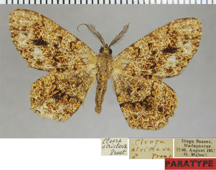 /filer/webapps/moths/media/images/A/atriclava_Cleora_PTM_ZSMa.jpg