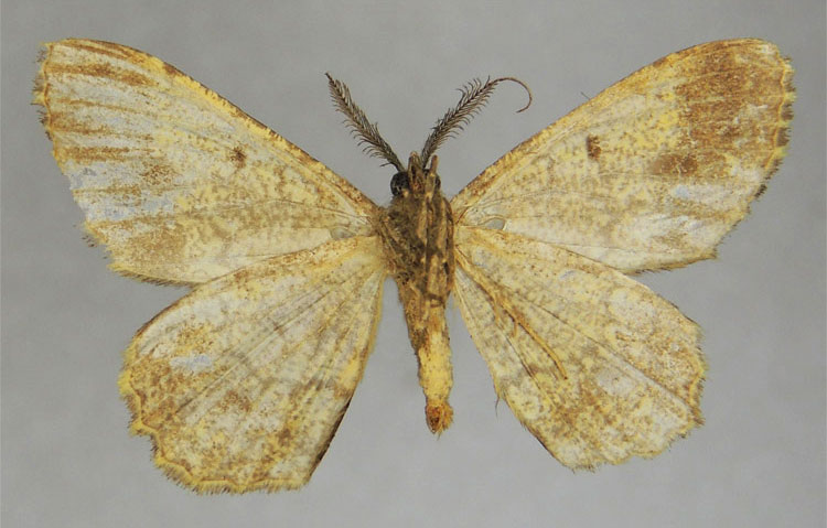 /filer/webapps/moths/media/images/A/atriclava_Cleora_PTM_ZSMb.jpg