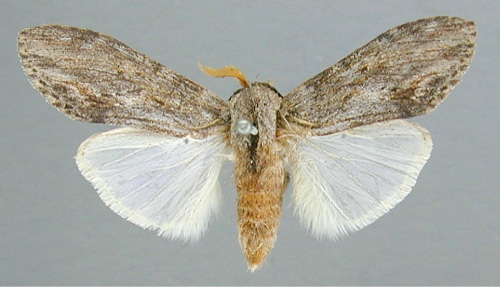 /filer/webapps/moths/media/images/A/atricollis_Bilulua_A_RMCA.jpg