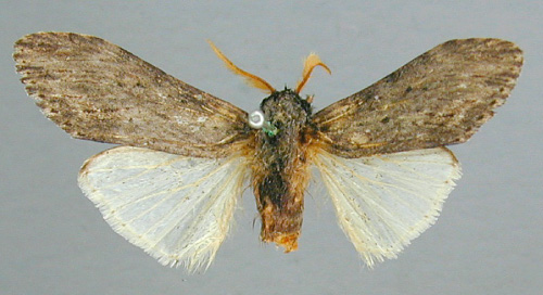 /filer/webapps/moths/media/images/A/atricollis_Bilulua_HT_RMCA.jpg