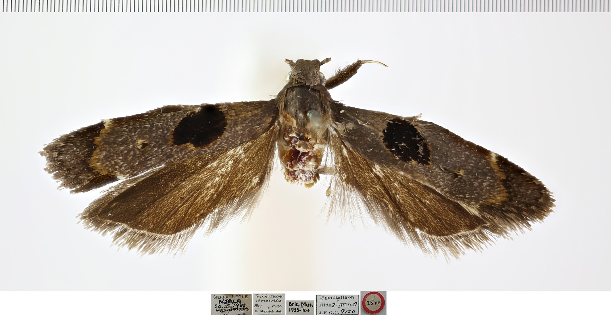 /filer/webapps/moths/media/images/A/atricordis_Trichotaphe_HTM_NHMUK.jpg