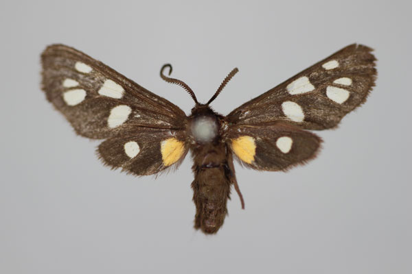 /filer/webapps/moths/media/images/A/atricornis_Amata_A_BMNH.jpg