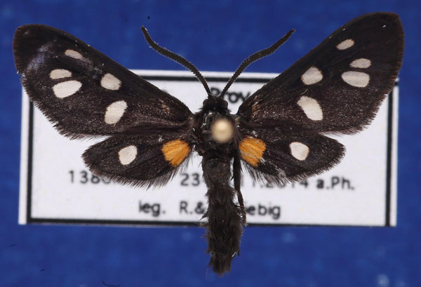 /filer/webapps/moths/media/images/A/atricornis_Asinusca_AM_Schellhorn.jpg
