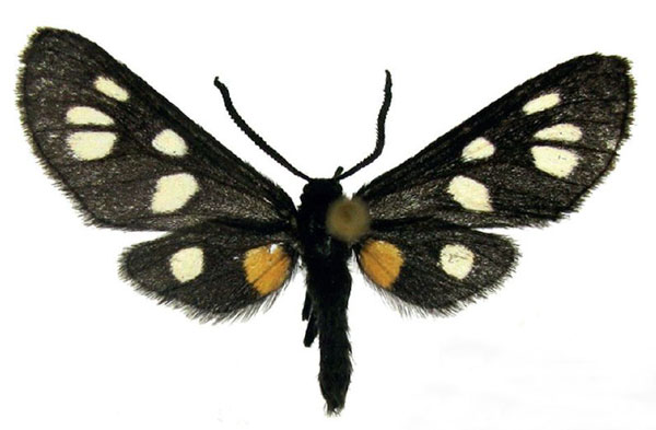 /filer/webapps/moths/media/images/A/atricornis_Asinusca_AM_deFreina_01.jpg