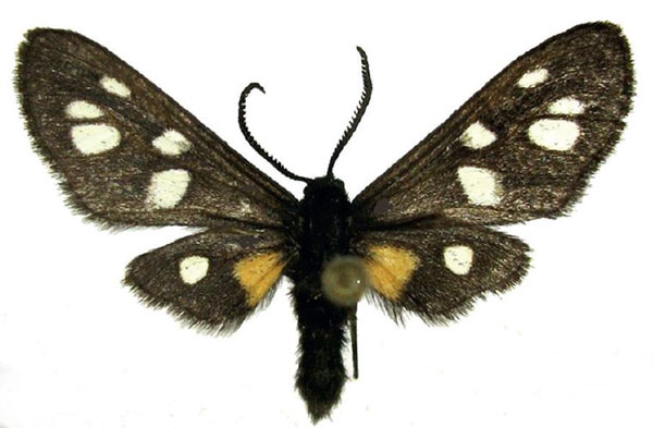/filer/webapps/moths/media/images/A/atricornis_Asinusca_AM_deFreina_02.jpg