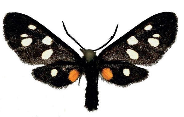 /filer/webapps/moths/media/images/A/atricornis_Asinusca_AM_deFreina_03.jpg