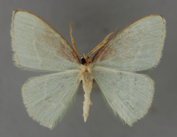 /filer/webapps/moths/media/images/A/atricosta_Comostolopsis_HT_ZSM_02.jpg