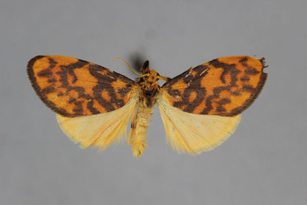 /filer/webapps/moths/media/images/A/atricraspeda_Afrasura_A_BMNH.jpg
