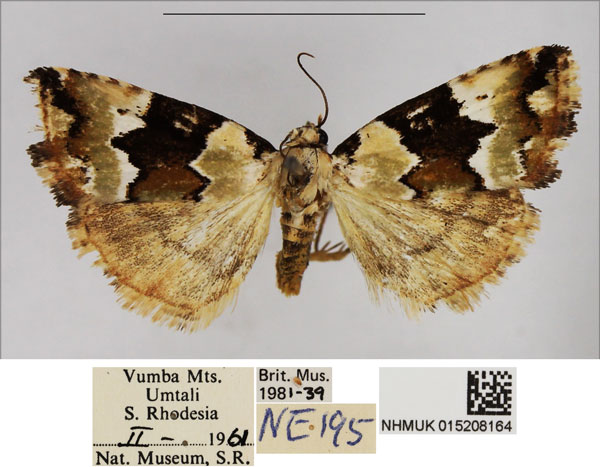 /filer/webapps/moths/media/images/A/atridiscata_Toana_AM_NHMUK.jpg