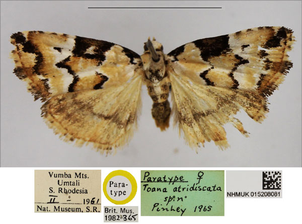 /filer/webapps/moths/media/images/A/atridiscata_Toana_PTF_NHMUK.jpg
