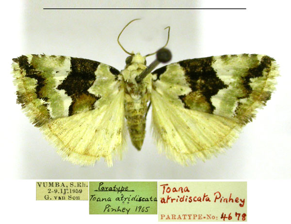 /filer/webapps/moths/media/images/A/atridiscata_Toana_PTF_TMSA.jpg
