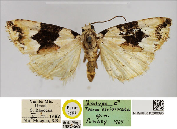 /filer/webapps/moths/media/images/A/atridiscata_Toana_PTM_NHMUK.jpg