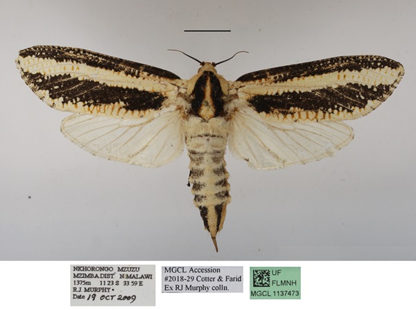 /filer/webapps/moths/media/images/A/atrifasciata_Azygophleps_AF_MGCLa_02.JPG