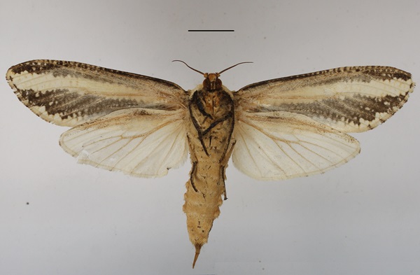 /filer/webapps/moths/media/images/A/atrifasciata_Azygophleps_AF_MGCLb_02.JPG