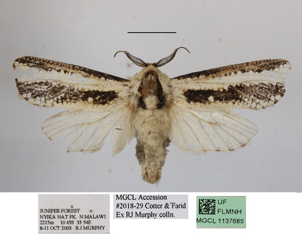/filer/webapps/moths/media/images/A/atrifasciata_Azygophleps_AM_MGCLa_01.JPG