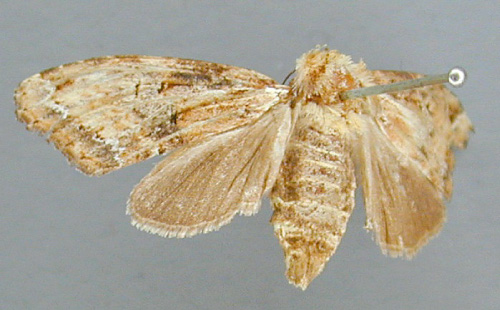 /filer/webapps/moths/media/images/A/atrifasciata_Psalisodes_A_RMCA.jpg