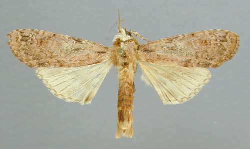 /filer/webapps/moths/media/images/A/atrifasciata_Scrancia_A_RMCA_01.jpg