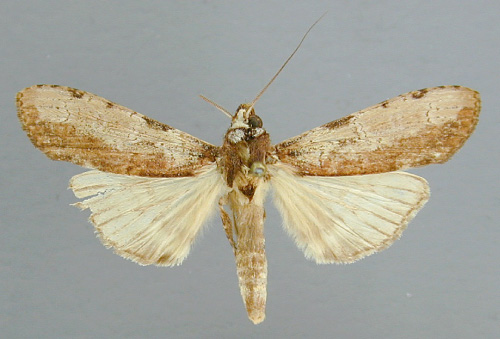 /filer/webapps/moths/media/images/A/atrifasciata_Scrancia_A_RMCA_02.jpg