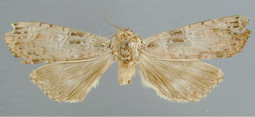 /filer/webapps/moths/media/images/A/atrifasciata_Scrancia_A_RMCA_03.jpg