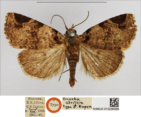 /filer/webapps/moths/media/images/A/atrifera_Ozarba_HT_NHMUK.jpg