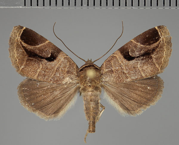 /filer/webapps/moths/media/images/A/atrifera_Prolymnia_AM_Fiebig.jpg