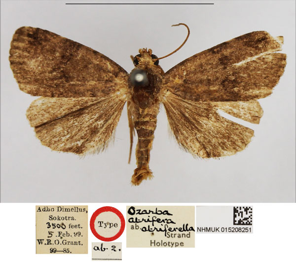 /filer/webapps/moths/media/images/A/atriferella_Ozarba_HT_NHMUK.jpg