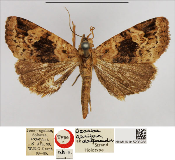 /filer/webapps/moths/media/images/A/atriferoides_Ozarba_HT_NHMUK.jpg