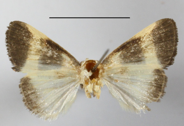 /filer/webapps/moths/media/images/A/atriflava_Neonegeta_A_MGCLb_01.JPG
