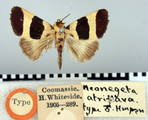 /filer/webapps/moths/media/images/A/atriflava_Neonegeta_HT_BMNH.jpg