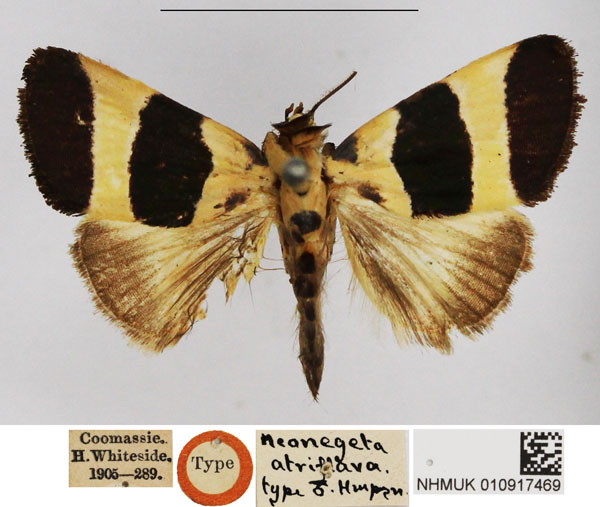 /filer/webapps/moths/media/images/A/atriflava_Neonegeta_HT_NHMUK.jpg