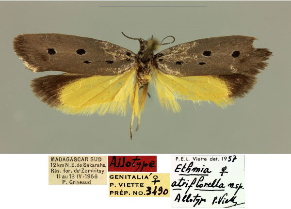 /filer/webapps/moths/media/images/A/atriflorella_Ethmia_AT_MNHN_6UMbtik.jpg