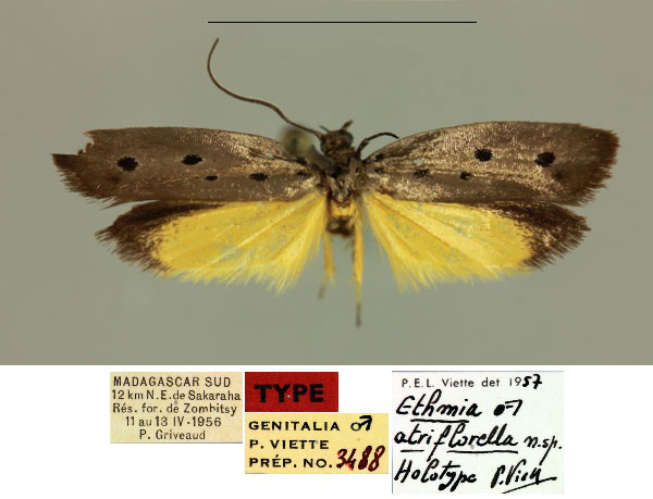 /filer/webapps/moths/media/images/A/atriflorella_Ethmia_HT_MNHN_w65Pnn0.jpg