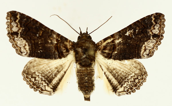 /filer/webapps/moths/media/images/A/atrifusa_Pericyma_AF_TMSA_01.jpg