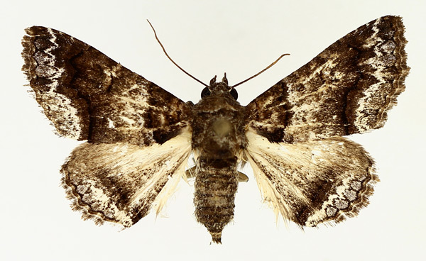 /filer/webapps/moths/media/images/A/atrifusa_Pericyma_AF_TMSA_02.jpg