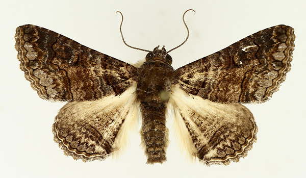 /filer/webapps/moths/media/images/A/atrifusa_Pericyma_AM_TMSA_01.jpg