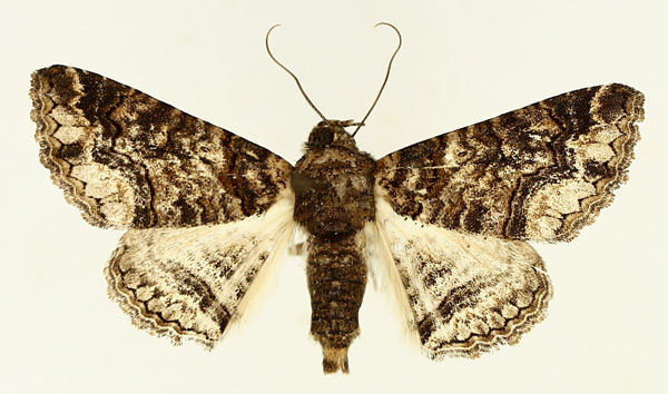 /filer/webapps/moths/media/images/A/atrifusa_Pericyma_AM_TMSA_02.jpg