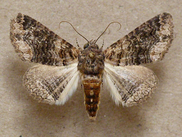 /filer/webapps/moths/media/images/A/atrifusa_Pericyma_A_Butler.jpg