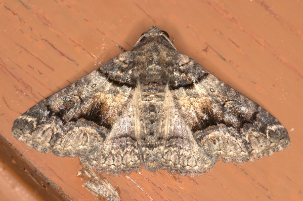 /filer/webapps/moths/media/images/A/atrifusa_Pericyma_A_Heyns_01.JPG