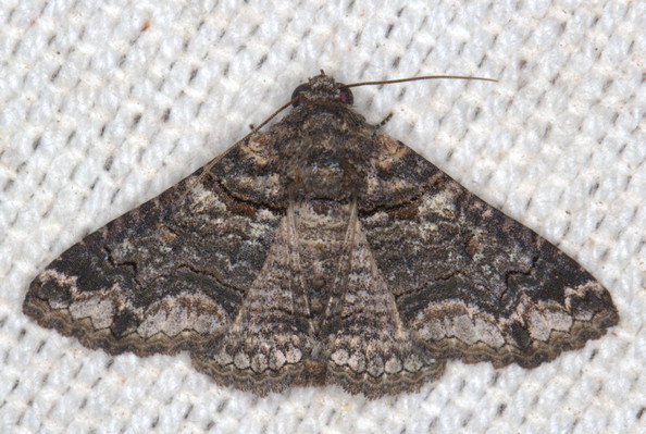 /filer/webapps/moths/media/images/A/atrifusa_Pericyma_A_Heyns_03.JPG