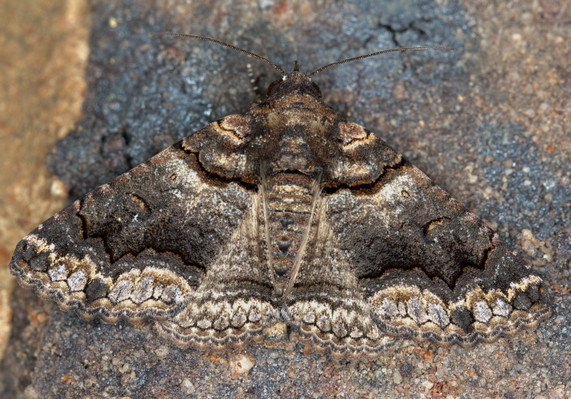 /filer/webapps/moths/media/images/A/atrifusa_Pericyma_A_Heyns_04.JPG