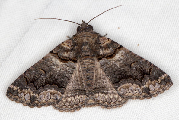 /filer/webapps/moths/media/images/A/atrifusa_Pericyma_A_Heyns_05.JPG