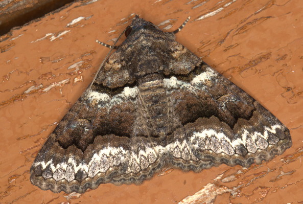 /filer/webapps/moths/media/images/A/atrifusa_Pericyma_A_Heyns_07.JPG
