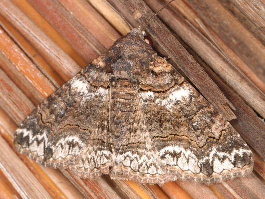 /filer/webapps/moths/media/images/A/atrifusa_Pericyma_A_Heyns_08.JPG