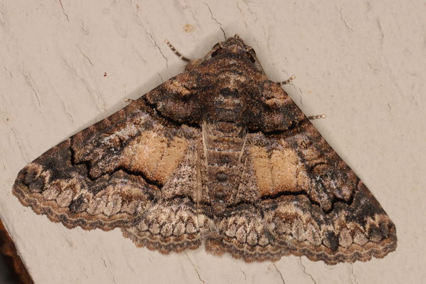 /filer/webapps/moths/media/images/A/atrifusa_Pericyma_A_Heyns_09.JPG